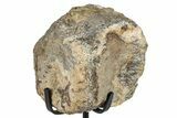 Fossil Hadrosaur Caudal Vertebra w/ Metal Stand - Texas #250247-2
